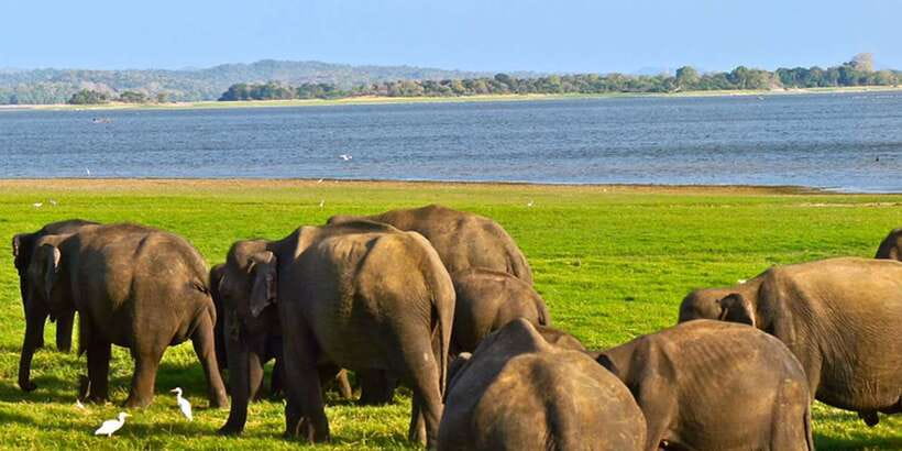 Ella: Shuttle to Tangalle/Mirissa/Galle w Udawalawe Safari - Who This Shuttle-Safari Suits Best