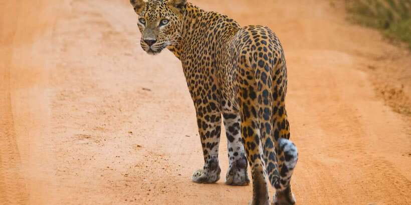 ELLA to TANGALLE/MIRISSA/GALLE Shuttle & YALA Safari - Key points that matter before you go