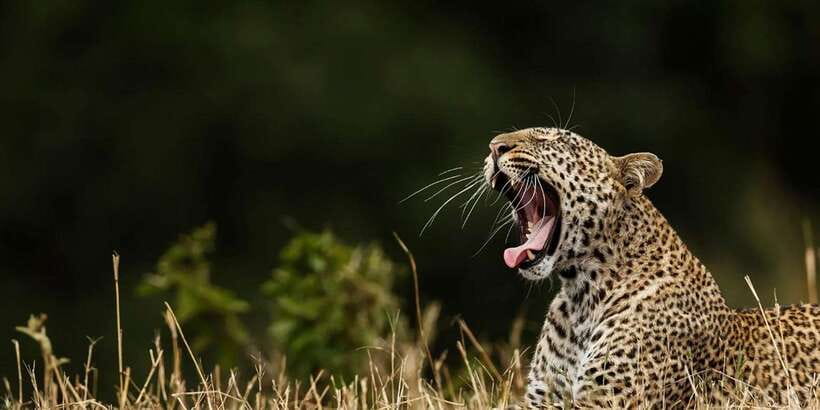 ELLA to TANGALLE/MIRISSA/GALLE Shuttle & YALA Safari - The Yala safari day: open-topped jeep, guided stops, and photo help