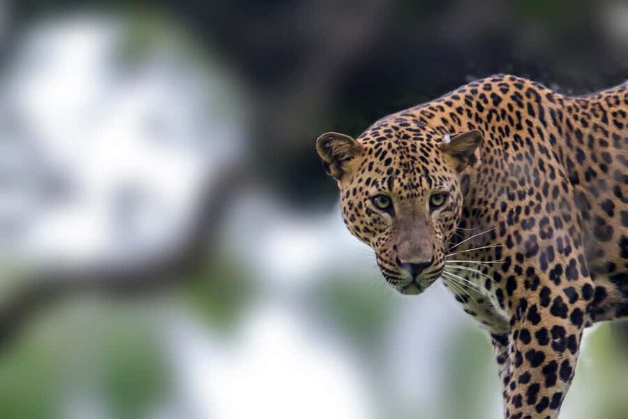 Ella: Transfer to Mirissa/Galle/Hikkaduwa & Yala Safari Tour - Key highlights to look for