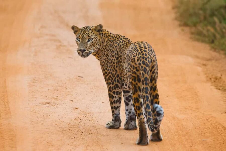 Ella: Transfer to Mirissa/Galle/Hikkaduwa & Yala Safari Tour - Pick-up in Ella, then drop off near your beach plans
