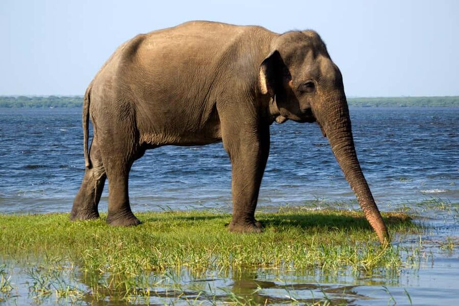 Ella: Transfer to Tangalle/Mirissa/Galle & Yala Safari Tour - Price and logistics: where the real value comes from