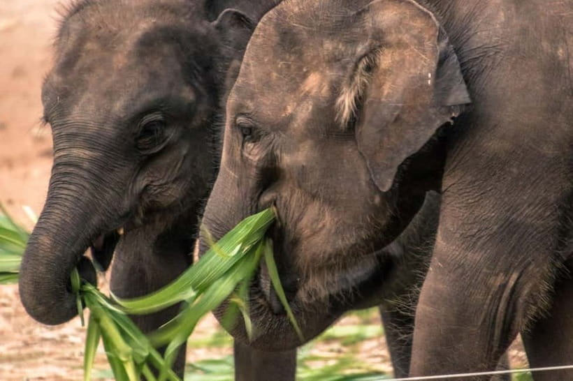 Ella - Udawalawa Safari - Drop to Mirissa/Weligama/Galle - Key things to know before you go