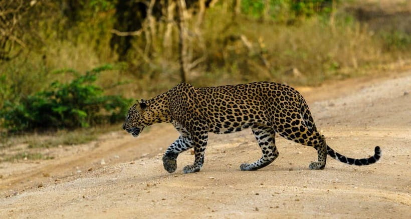 Ella: Yala Safari with Drop at Tangalle/ Hiriketiya/ Mirissa - Ella to Yala: Why this route works