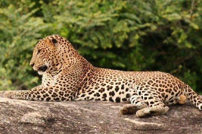 Evening Private Tour Safari at Yala National Park - Key reasons this Yala evening safari feels worth it