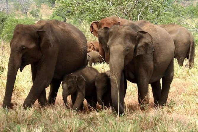 Evening Private Tour Safari at Yala National Park - Yala’s evening advantage: why 1:30 pm sets you up