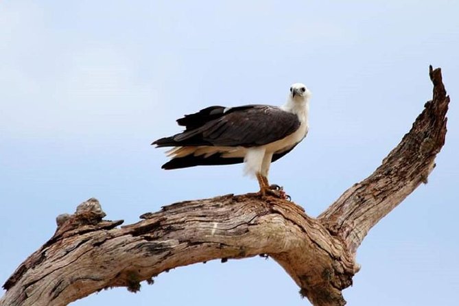Evening Private Tour Safari at Yala National Park - Private safari comfort: how “only your group” changes everything