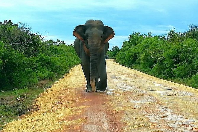 Evening Private Tour Safari at Yala National Park - Price and value: is $89 a smart spend for Yala?