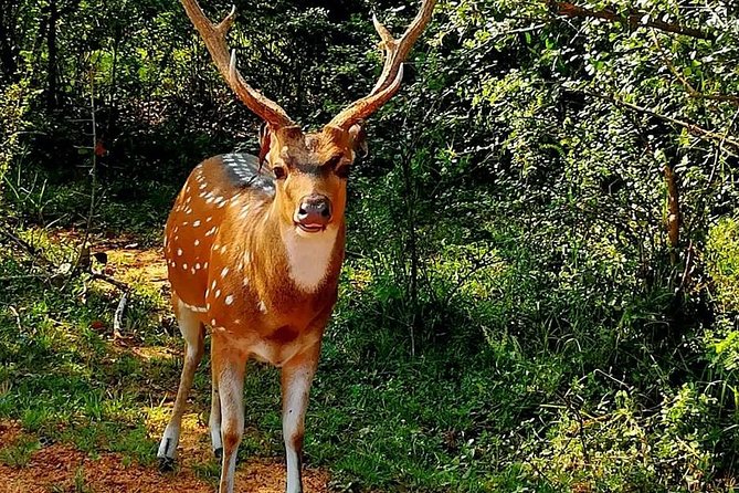 Evening Private Tour Safari at Yala National Park - Practical guidance for a smoother evening safari