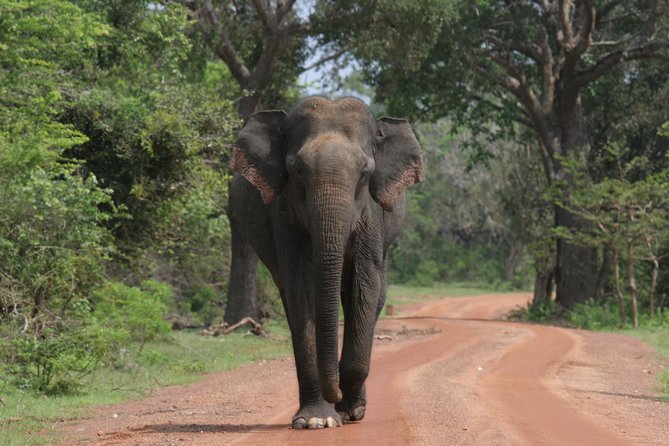 Evening Safari - Yala National Park with Janaka safari - 02.00 pm to 06.30 pm - Yala After 2:00 pm: Why an Evening Safari Feels More Purposeful