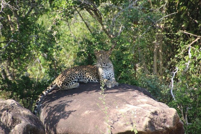Evening Safari - Yala National Park with Janaka safari - 02.00 pm to 06.30 pm - Getting There in Comfort: Pickup, Luxury Jeep, and a Max of 4