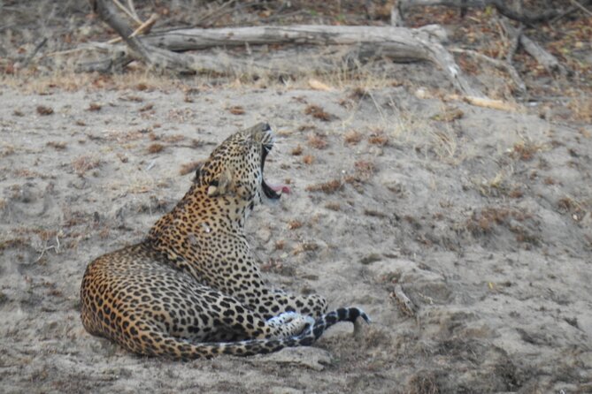 Evening Safari - Yala National Park with Janaka safari - 02.00 pm to 06.30 pm - Who This Safari Is Best For (and Who Might Want Another Option)