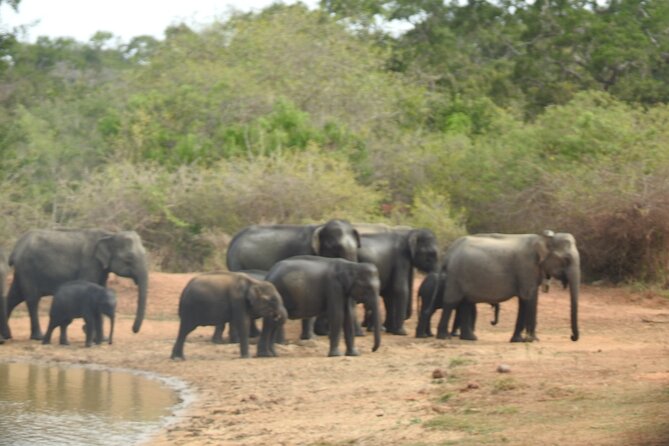 Evening Safari - Yala National Park with Janaka safari - 02.00 pm to 06.30 pm - Leopard Focus in Yala: How the Safari Chases One Hard-to-Find Animal