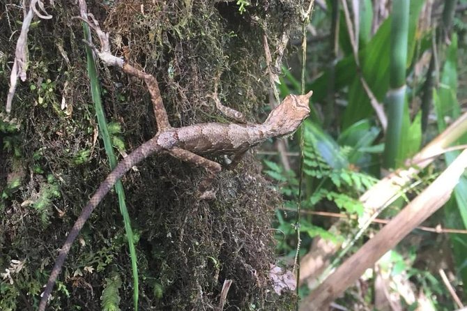 Exclusive knuckles Camping Tour from kandy - Day 1: Tea Trail, Silent Forest, and Rocky Views