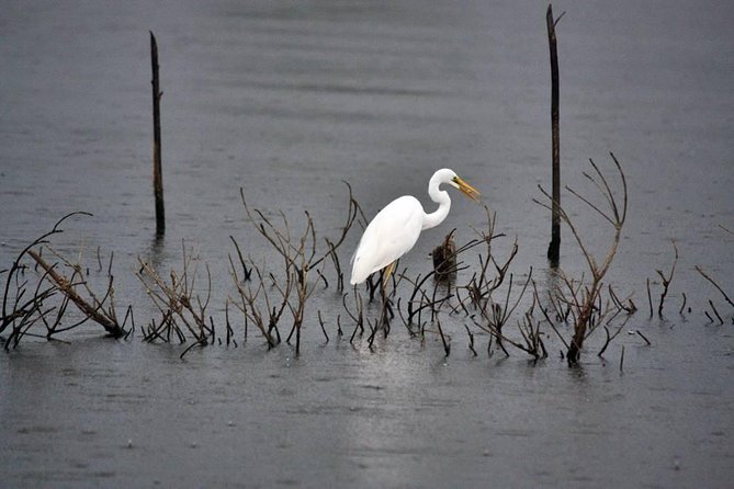 Exclusive: Muthurajawela Bird Watching Tour with Transfers - What wildlife you can look for, and how to spot it