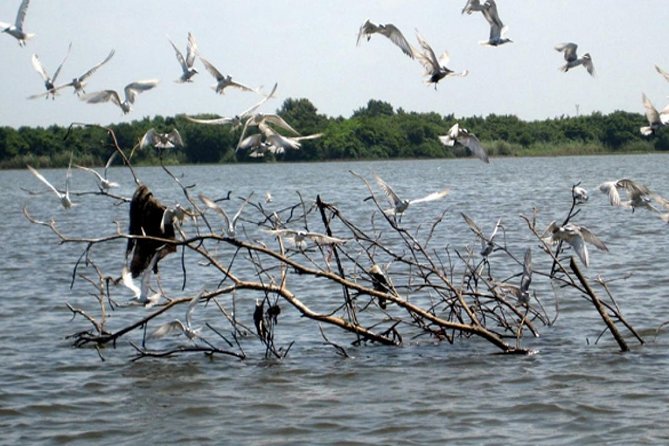 Exclusive: Muthurajawela Bird Watching Tour with Transfers - Timing, comfort, and practical packing tips
