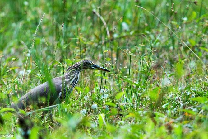 Exclusive: Muthurajawela Bird Watching Tour with Transfers - Price and value: is $35 worth it for Muthurajawela bird watching?