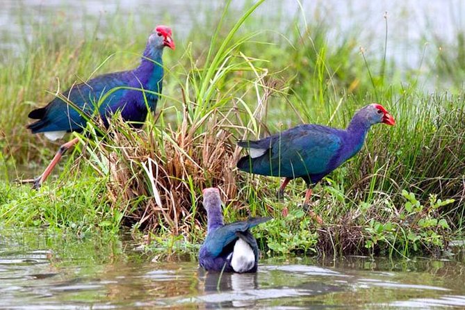 Exclusive: Muthurajawela Bird Watching Tour with Transfers - Who this tour fits best in your Sri Lanka plan