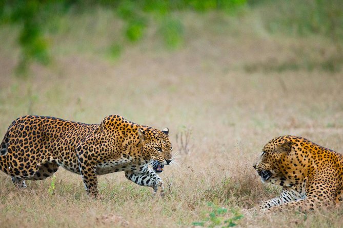 Exclusive : Overnight Leopard Safari with Luxury Glamping - From Colombo to Yala, and you stay comfortable