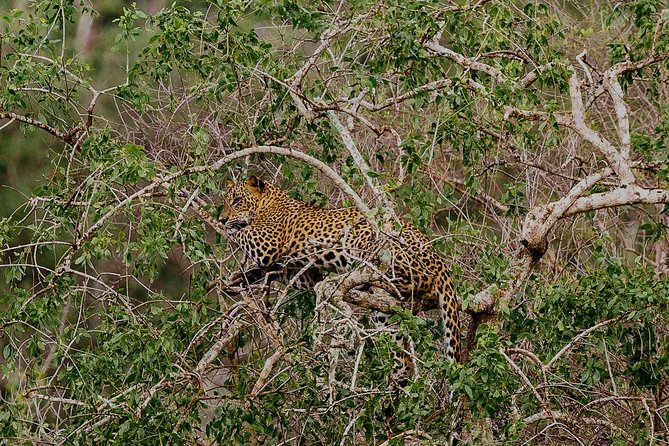 Exclusive : Overnight Leopard Safari with Luxury Glamping - Wildlife odds in Yala: what to actually watch for