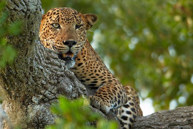Exclusive : Overnight Leopard Safari with Luxury Glamping - Price and value: is $622 fair for what you get?