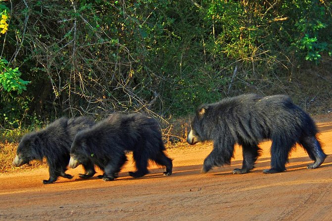 Exclusive : Overnight Leopard Safari with Luxury Glamping - Day 1 timeline: lunch, the afternoon hunt, and dinner under stars