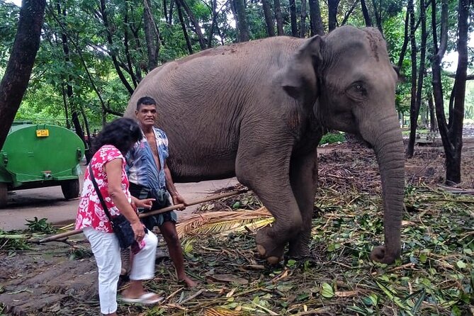 Explore Colombo by Tuk Tuk Morning & evening (Private Tours) - What you’re actually paying for, at $33 per person