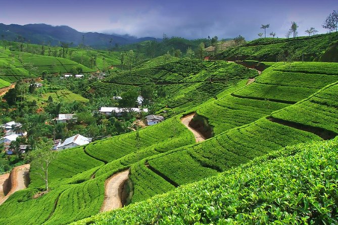 Explore Nuwara Eliya | Experience the Best Tea in the World - Oak Ray Tea Factory and Museum: tea-making in Labukele