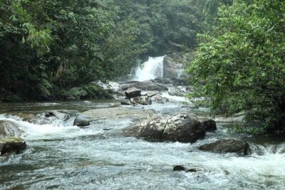 ‘Explore Sinharaja’ rainforest – Discovery Tour (half day)