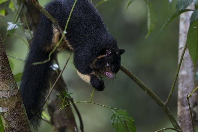 'Explore Sinharaja' rainforest - Discovery Tour (half day) - Price and Value: What $25.65 Covers (And Why It’s Not Just a Cheap Hike)