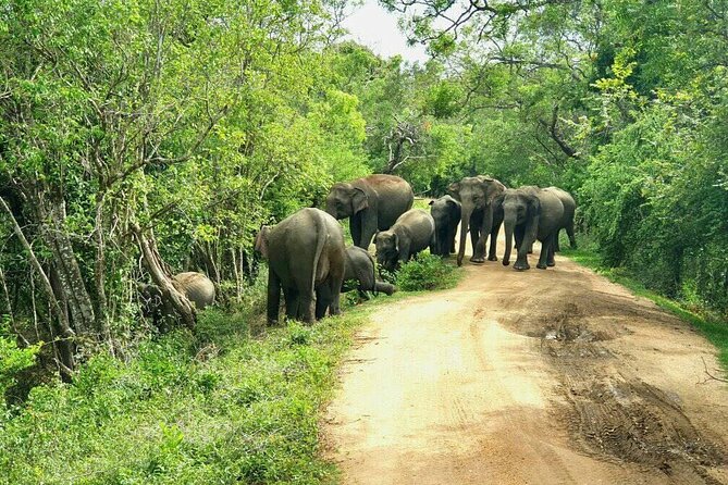 Explore Sri Lanka (self- arranged accommodation) - Yala Safari, Tissamaharama Base, and Rawana Ella Waterfall