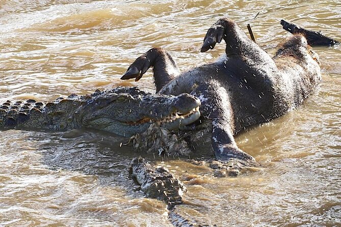 Explore The Beauty Of Udawalawe National Park From South Coast During 01 Day - Price and value: what $90 covers, plus the fees you should expect