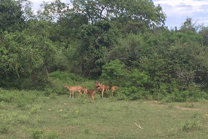Explore The Beauty Of Udawalawe National Park From South Coast During 01 Day - Best fit: who should do this one-day Udawalawe trip