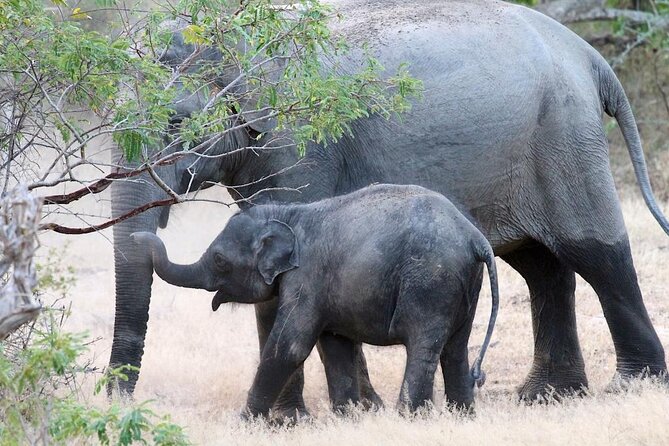 Explore The Beauty Of Udawalawe National Park From South Coast During 01 Day - Small things to plan for before you go