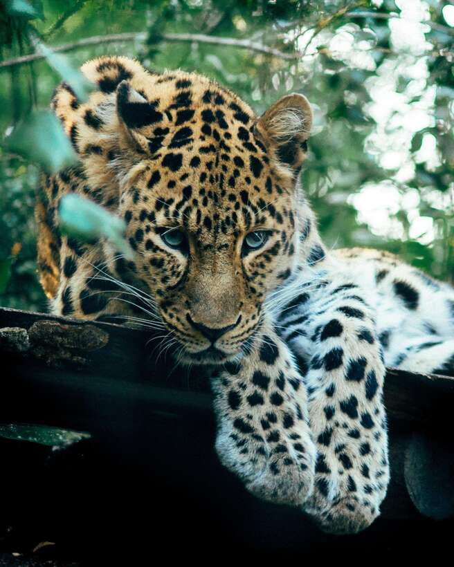 Explore the MAGIC of Sri Lanka in 7days -4 Star hotels Incl. - Day 4: Botanical Gardens, Ambuluwawa Tower, tea factory, and a waterfall break