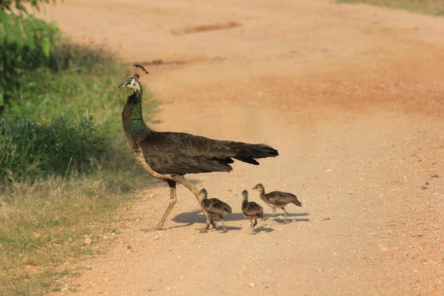 From: Ahungalla/Ambalangoda/Kosgoda/Balapitiya - YALA Safari - FAQ