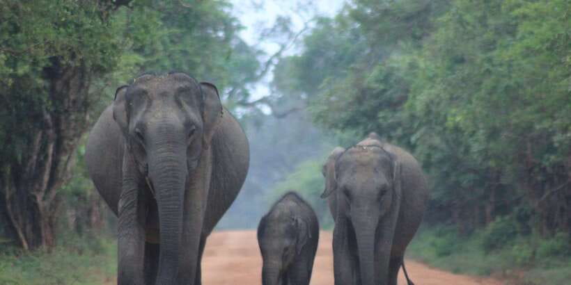 From: Ahungalla/Ambalangoda/Kosgoda/Balapitiya - YALA Safari - Safari day flow: shared taxi, Tissamaharama switch, and two game drives