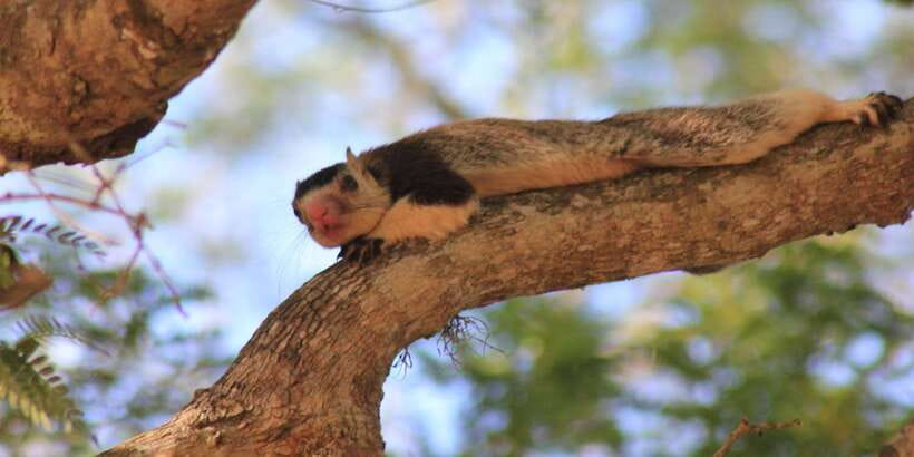 From: Ahungalla/Ambalangoda/Kosgoda/Balapitiya - YALA Safari - What you can expect to see besides the leopard