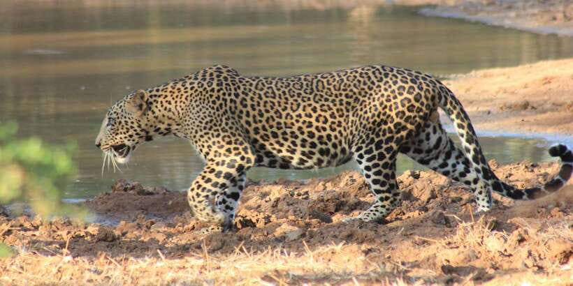 From: Ahungalla/Ambalangoda/Kosgoda/Balapitiya - YALA Safari - The vehicles and guides that shape your spotting odds