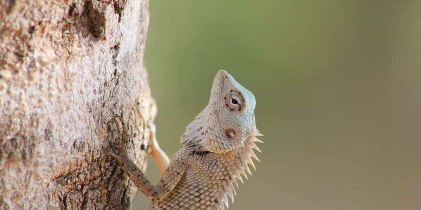 From: Ahungalla/Ambalangoda/Kosgoda/Balapitiya - YALA Safari - Comfort limits, who should book, and who should skip