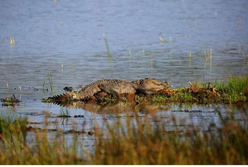From Anuradhapura: All Inclusive Full Day Safari at Wilpattu - Key Points You Should Know Before You Go