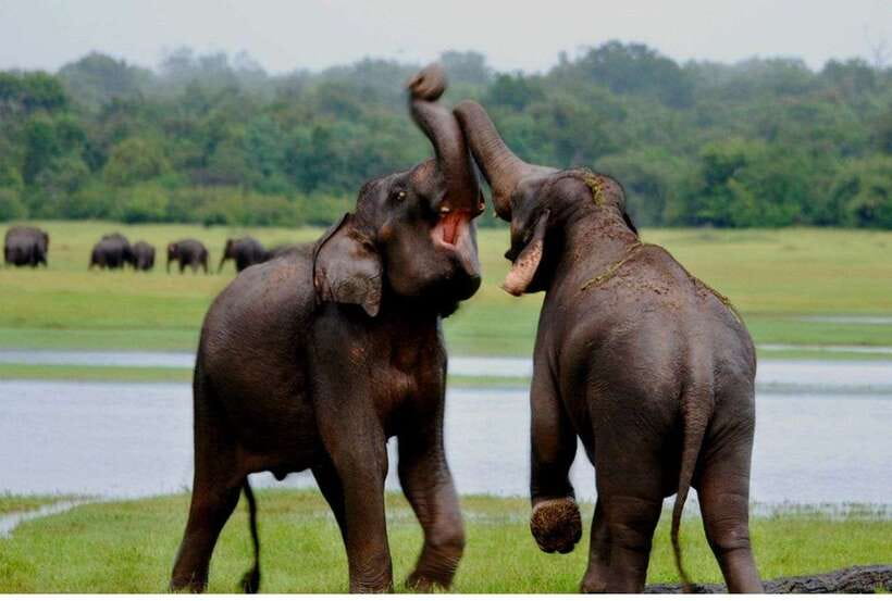 From Anuradhapura: All Inclusive Full Day Safari at Wilpattu - The Morning Game Drive in Wilpattu: Scenery, Water Points, and Strategy