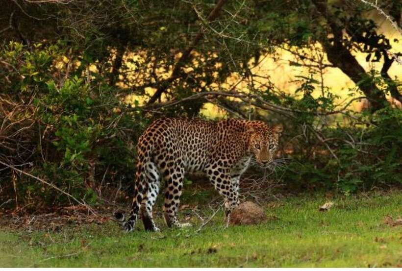 From Anuradhapura: All Inclusive Full Day Safari at Wilpattu - Leopard Odds Without the Fantasy: What Wildlife Watching Really Feels Like