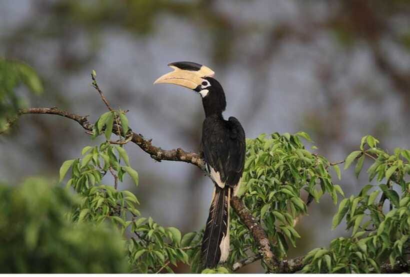 From Anuradhapura: All Inclusive Full Day Safari at Wilpattu - Sloth Bears, Crocs, Deer, and Wild Pigs: Your Target List