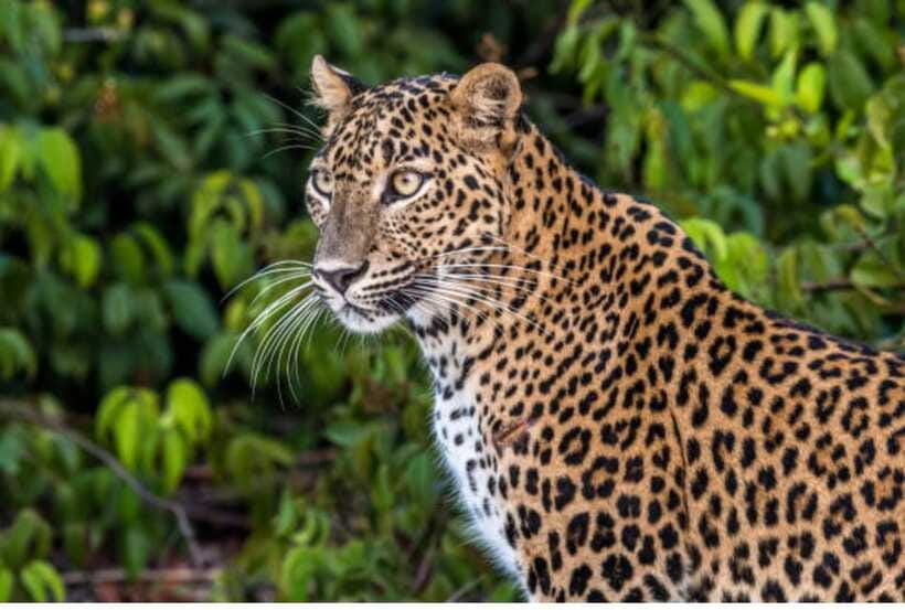 From Anuradhapura: All Inclusive Full Day Safari at Wilpattu - Breakfast, Packed Lunch, Water, and Real Comfort on a 10 to 12 Hour Day