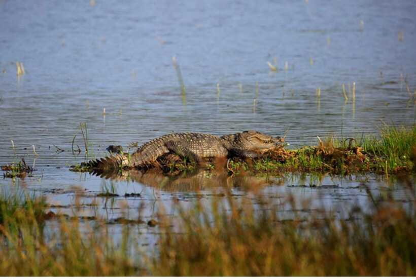 From Anuradhapura: All Inclusive Full Day Safari at Wilpattu - Getting To and From the Park From Anuradhapura and Nearby Towns