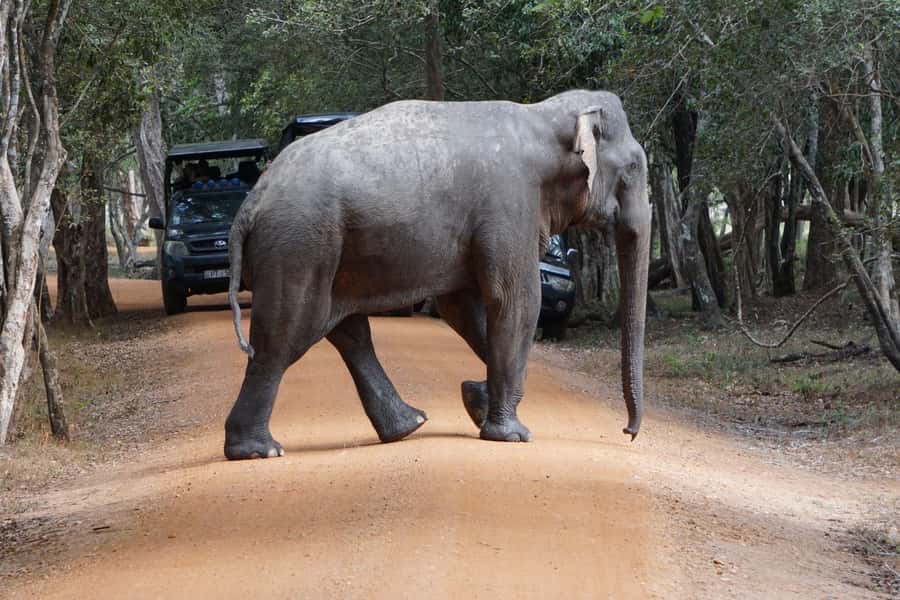 From Anuradhapura:Wilpattu Full-Day Wildlife Safari. - Key takeaways before you go