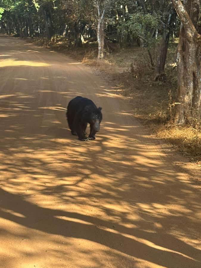 From Anuradhapura:Wilpattu Full-Day Wildlife Safari. - A full-day Wilpattu safari from Anuradhapura, what it feels like