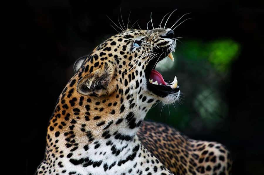 From Anuradhapura:Wilpattu Full-Day Wildlife Safari. - Picnic breakfast and lunch, food that fits a safari day