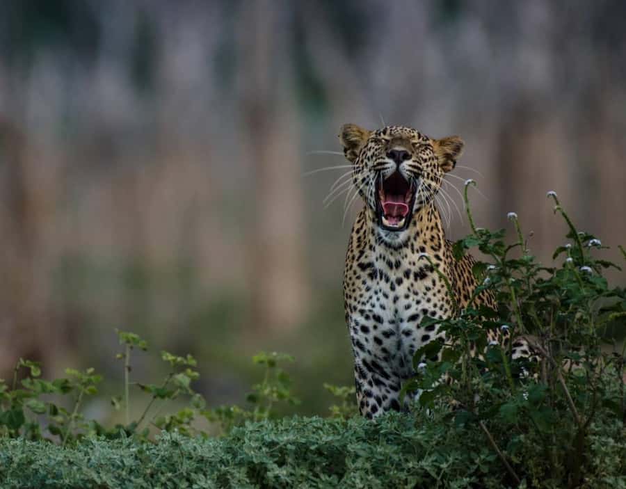 From Anuradhapura:Wilpattu Full-Day Wildlife Safari. - Timing, group size, and the language piece